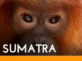 Sumatra