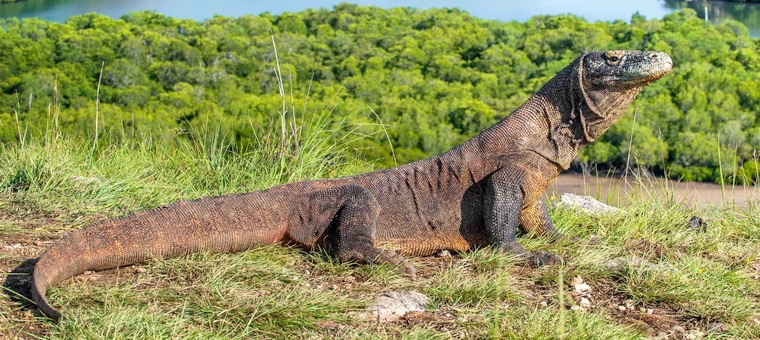 Komodovaraan