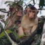 Bukit Lawang 2 dagen trekken