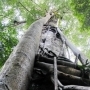 Bukit Lawang 2 dagen trekken