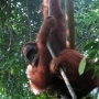 bukit lawang opties