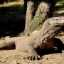 2 daagse boottrip komodo