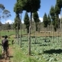 Malabar - Papandayan trekking