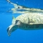 Lombok snorkel trip